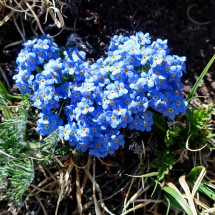 Flowers on Mount Alice